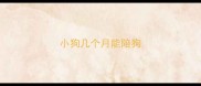 小狗几个月能陪狗