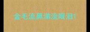 金毛流鼻涕流眼泪