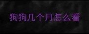 狗狗几个月怎么看