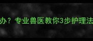 哈士奇眼屎多怎么办专业兽医教你3步护理法附家庭自检指南
