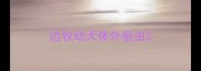 边牧幼犬体外驱虫