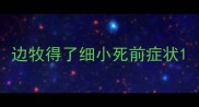 边牧得了细小死前症状