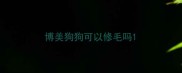 博美狗狗可以修毛吗