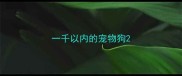 一千以内的宠物狗