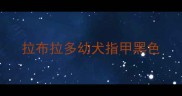 拉布拉多幼犬指甲黑色