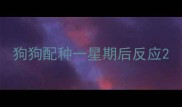 狗狗配种一星期后反应