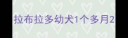 拉布拉多幼犬1个多月