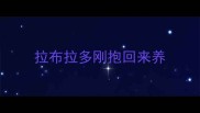 拉布拉多刚抱回来养