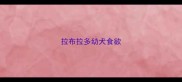 拉布拉多幼犬食欲