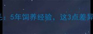 哈士奇VS金毛5年饲养经验这3点差异让新手避坑