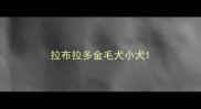 拉布拉多金毛犬小犬
