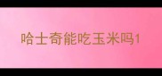 哈士奇能吃玉米吗