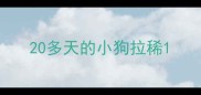 20多天的小狗拉稀