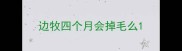 边牧四个月会掉毛么