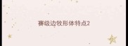 赛级边牧形体特点