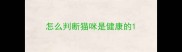 怎么判断猫咪是健康的