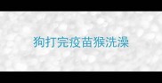狗打完疫苗猴洗澡