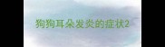 狗狗耳朵发炎的症状