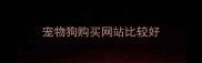宠物狗购买网站比较好