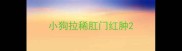 小狗拉稀肛门红肿
