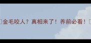 金毛咬人真相来了养前必看