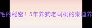 泰迪不掉毛的秘密5年养狗老司机的泰迪养护全攻略