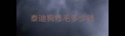 泰迪狗修毛多少钱