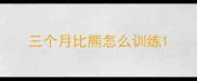 三个月比熊怎么训练