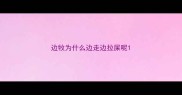 边牧为什么边走边拉屎呢