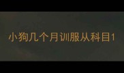 小狗几个月训服从科目