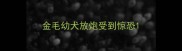 金毛幼犬放炮受到惊恐