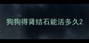 狗狗得肾结石能活多久