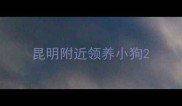 昆明附近领养小狗