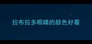 拉布拉多眼睛的颜色好看