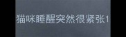 猫咪睡醒突然很紧张