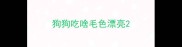 狗狗吃啥毛色漂亮