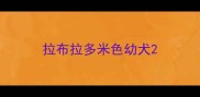 拉布拉多米色幼犬