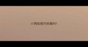 小狗咬尾巴转圈叫