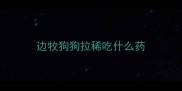 边牧狗狗拉稀吃什么药