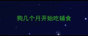 狗几个月开始吃辅食