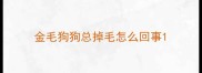 金毛狗狗总掉毛怎么回事