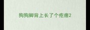 狗狗脚背上长了个疙瘩