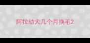 阿拉幼犬几个月换毛