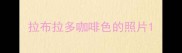 拉布拉多咖啡色的照片
