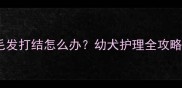 两个月大哈士奇毛发打结怎么办幼犬护理全攻略附护理步骤
