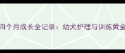 雪纳瑞四个月成长全记录幼犬护理与训练黄金期指南