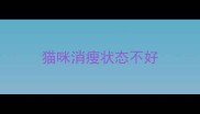 猫咪消瘦状态不好