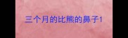 三个月的比熊的鼻子
