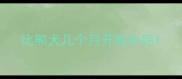 比熊犬几个月开始补钙