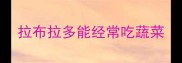 拉布拉多能经常吃蔬菜